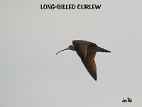 L-b Curlew